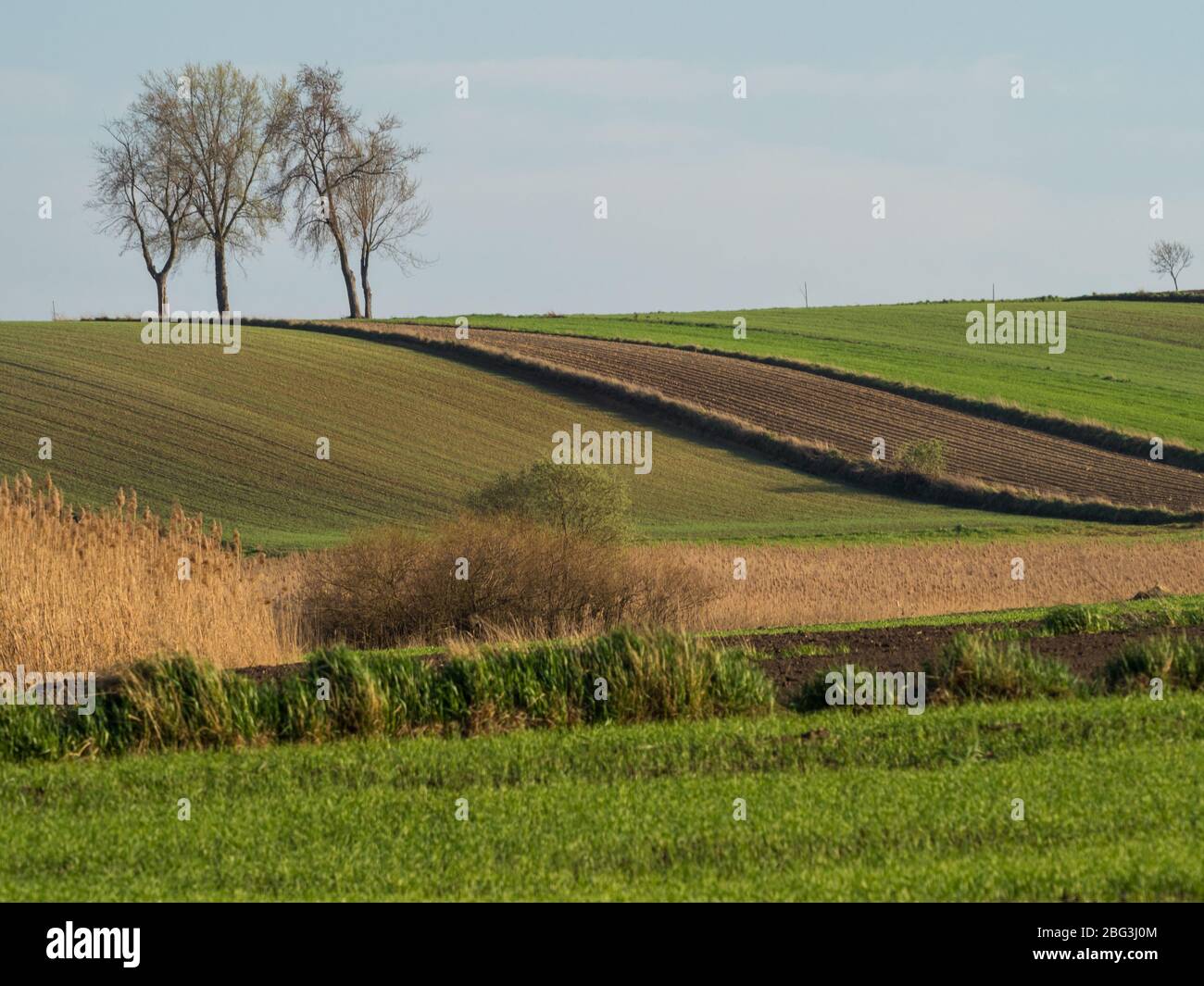 Campagna paesaggio primaverile di campi arati. Erba verde e alberi. Ponidzie. Polonia Foto Stock