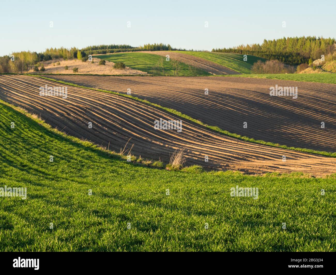 Campagna paesaggio primaverile di campi arati. Erba verde e alberi. Ponidzie. Polonia Foto Stock