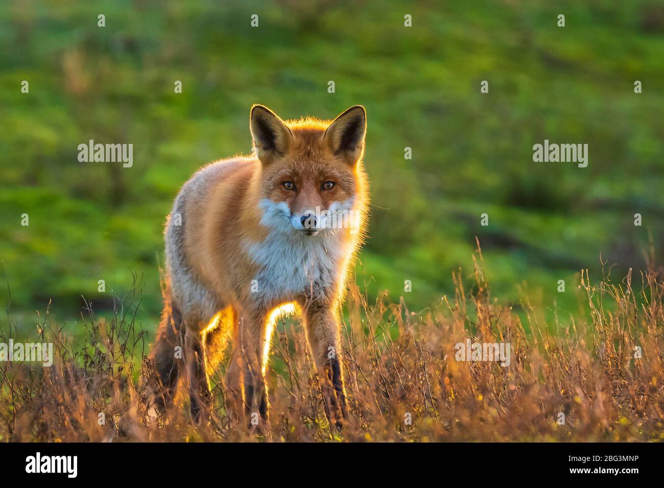 Primo piano di una volpe rossa selvatica, vulpes vulpes, scavando durante un bel tramonto Foto Stock