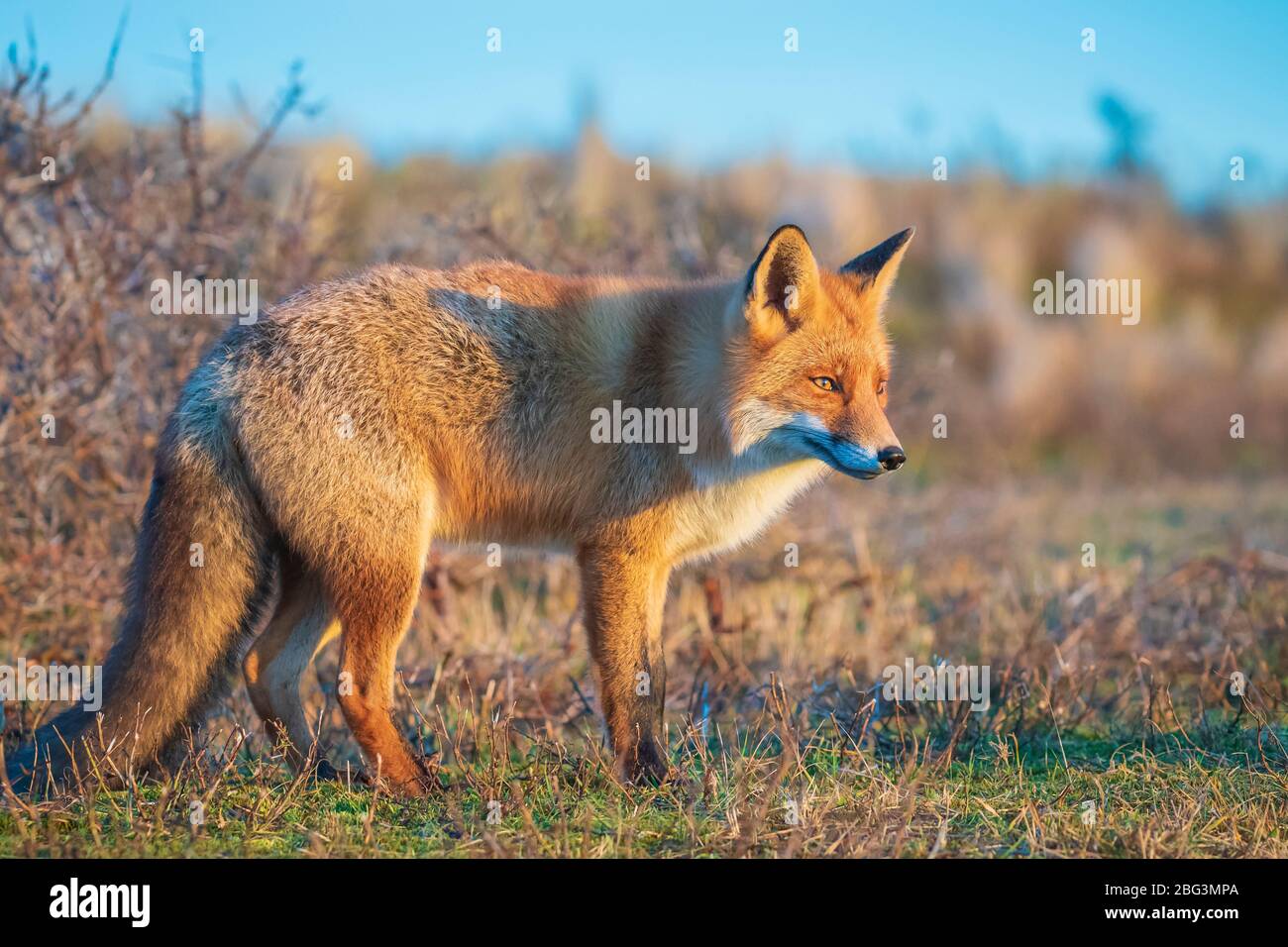 Primo piano di una volpe rossa selvatica, vulpes vulpes, scavando durante un bel tramonto Foto Stock