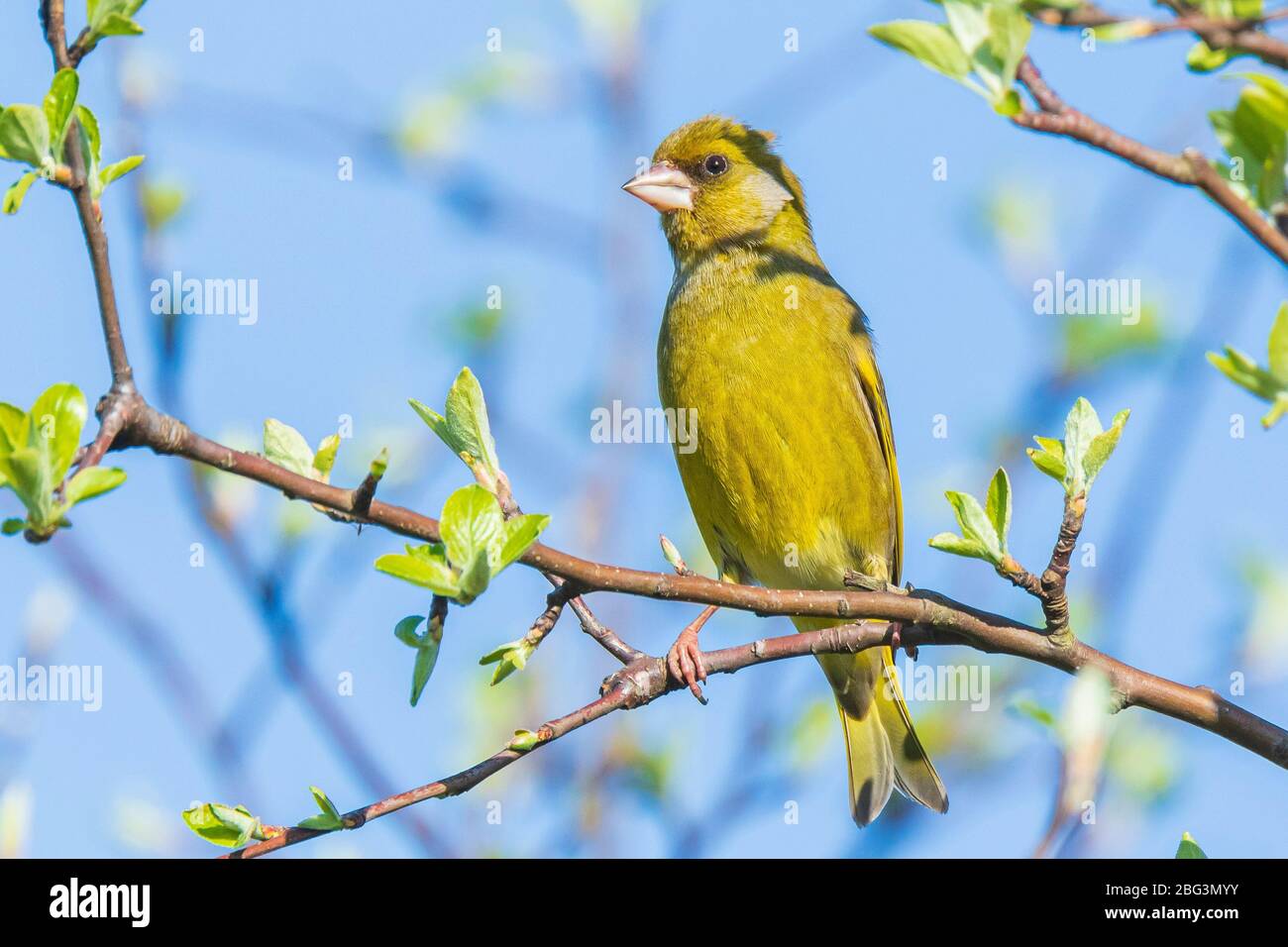 Colorato verde uccello maschio Chloris cloris canto a Springtime, cielo azzurro chiaro Foto Stock