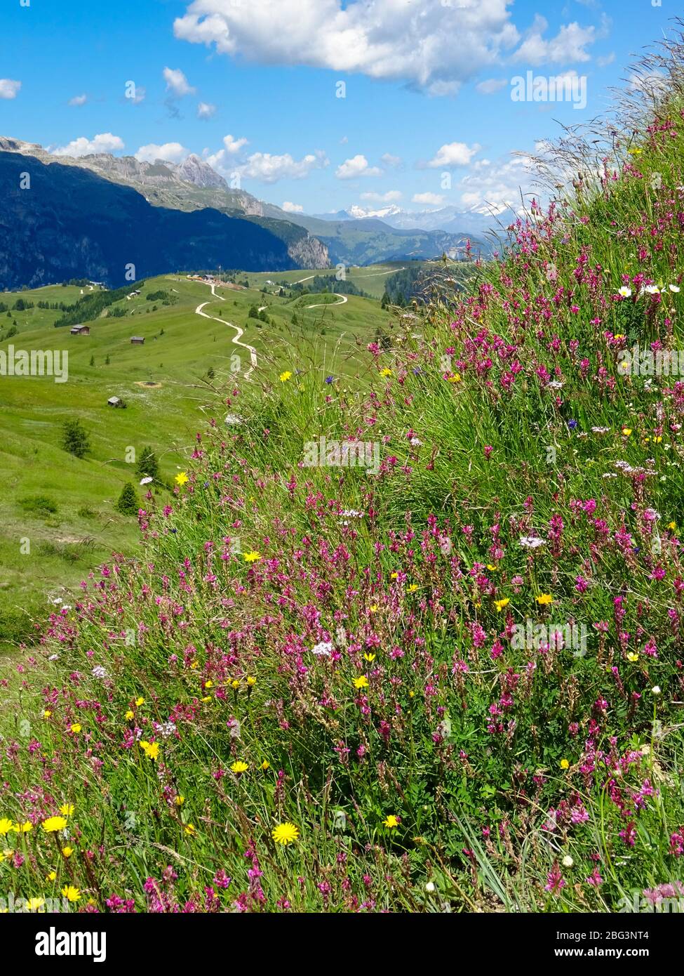 I fiori alpini fioriscono nel forte sole estivo sulle colline intorno a Livigno, Italia Foto Stock