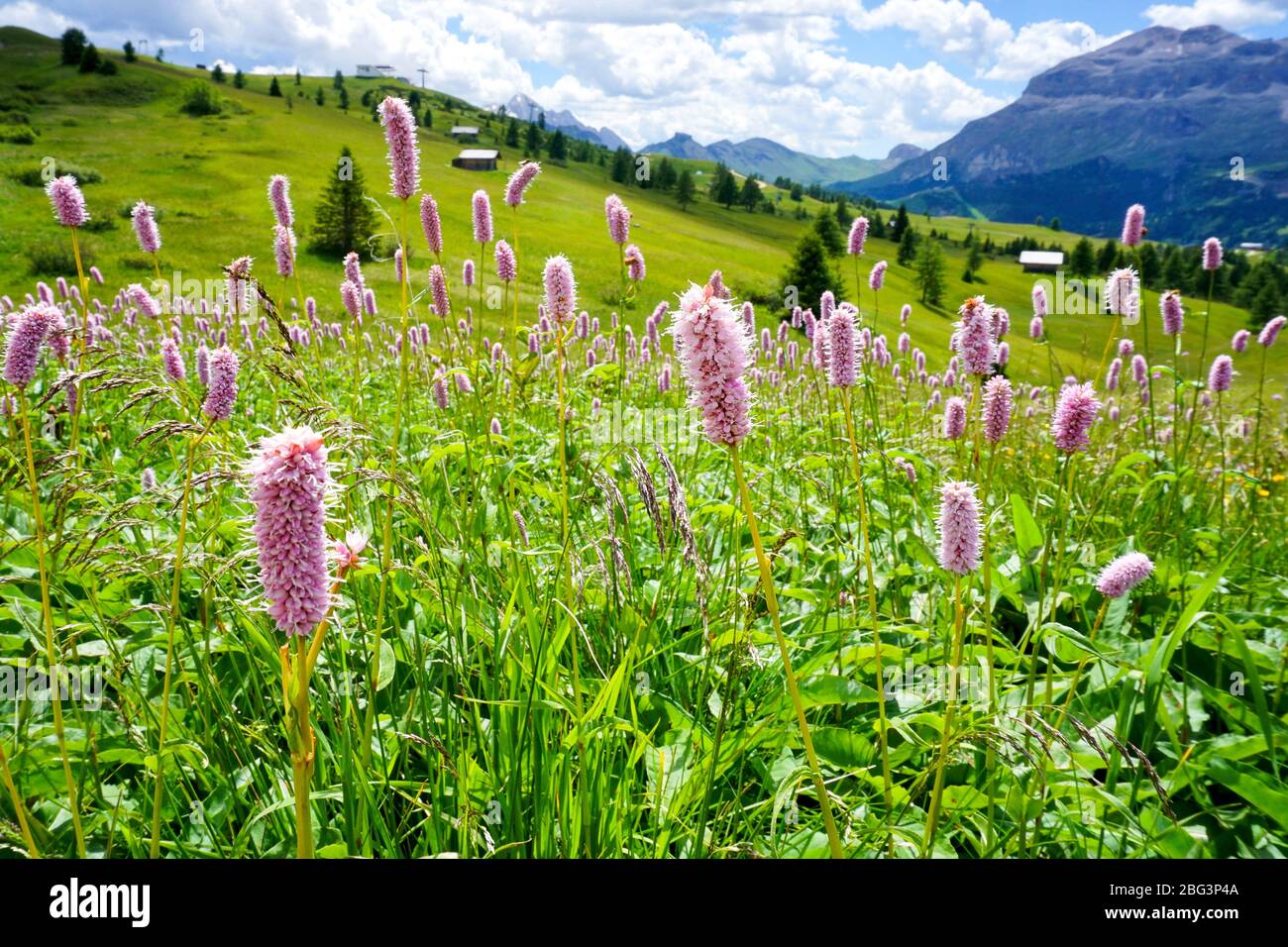 I fiori alpini fioriscono nel forte sole estivo sulle colline intorno a Livigno, Italia Foto Stock