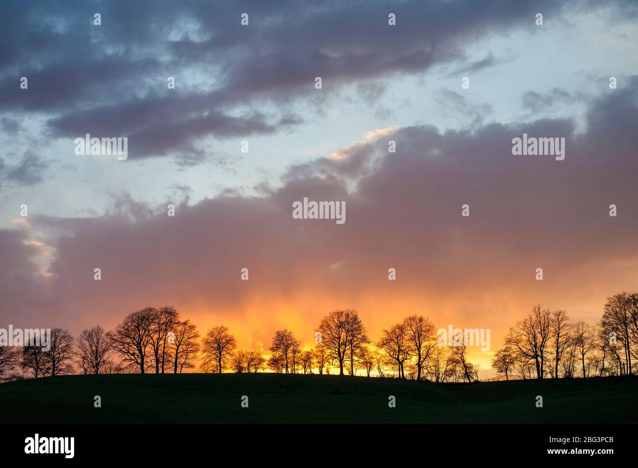 Paesaggio bavarese con linea di alberi Foto Stock