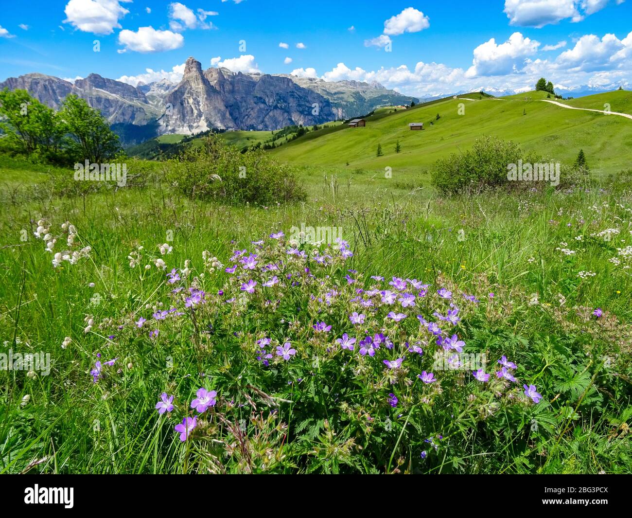 I fiori alpini fioriscono nel forte sole estivo sulle colline intorno a Livigno, Italia Foto Stock