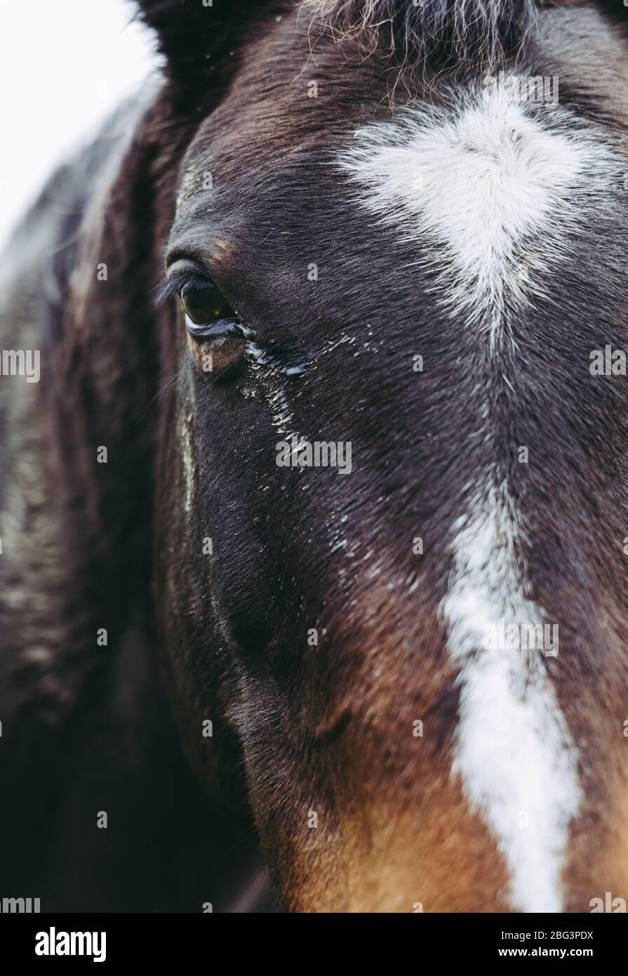 Primo piano di una testa di cavalli, Riseley, Berkshire, Inghilterra, Regno Unito Foto Stock