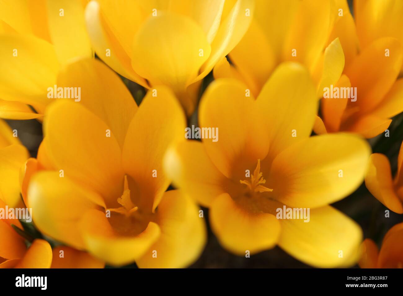 Croci gialli con petali morbidi e stampini nel giardino, fiori gialli macro, fiori gialli primavera, croci fioriti, macro fotografia, foto di scorta Foto Stock