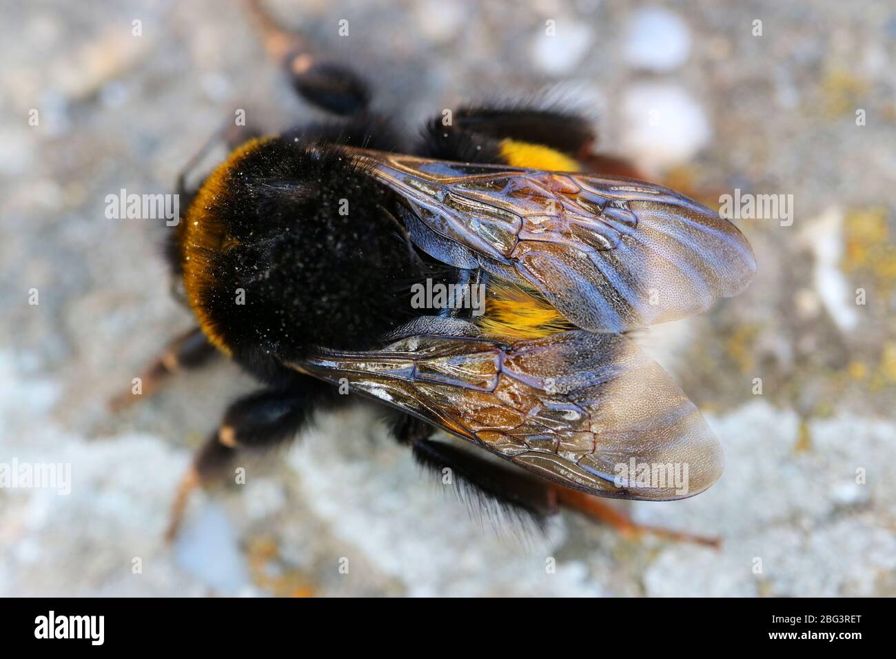 Bumblebee con corpo giallo-nero e ali trasparenti sul percorso nel giardino, bumblebee sul percorso macro, insetti fauna selvatica, fotografia macro, stock Foto Stock