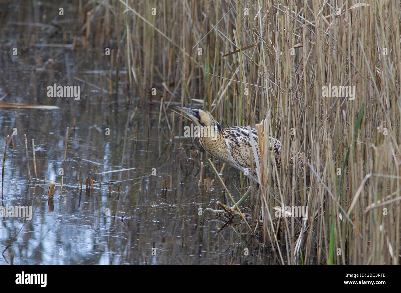 Bittern, Botaurus stellaris, singolo adulto che cammina fuori del letto. LeaValley, Essex, Regno Unito. Foto Stock