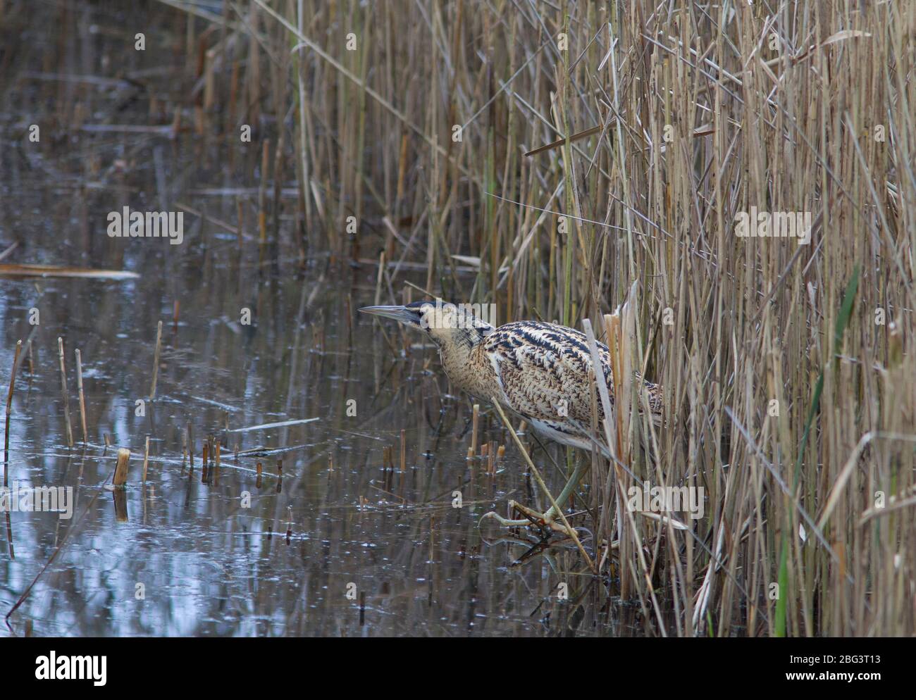 Bittern, Botaurus stellaris, singolo adulto che cammina fuori del letto. LeaValley, Essex, Regno Unito. Foto Stock