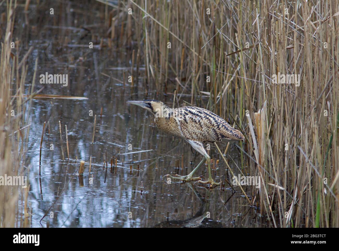 Bittern, Botaurus stellaris, singolo adulto che cammina fuori del letto. LeaValley, Essex, Regno Unito. Foto Stock