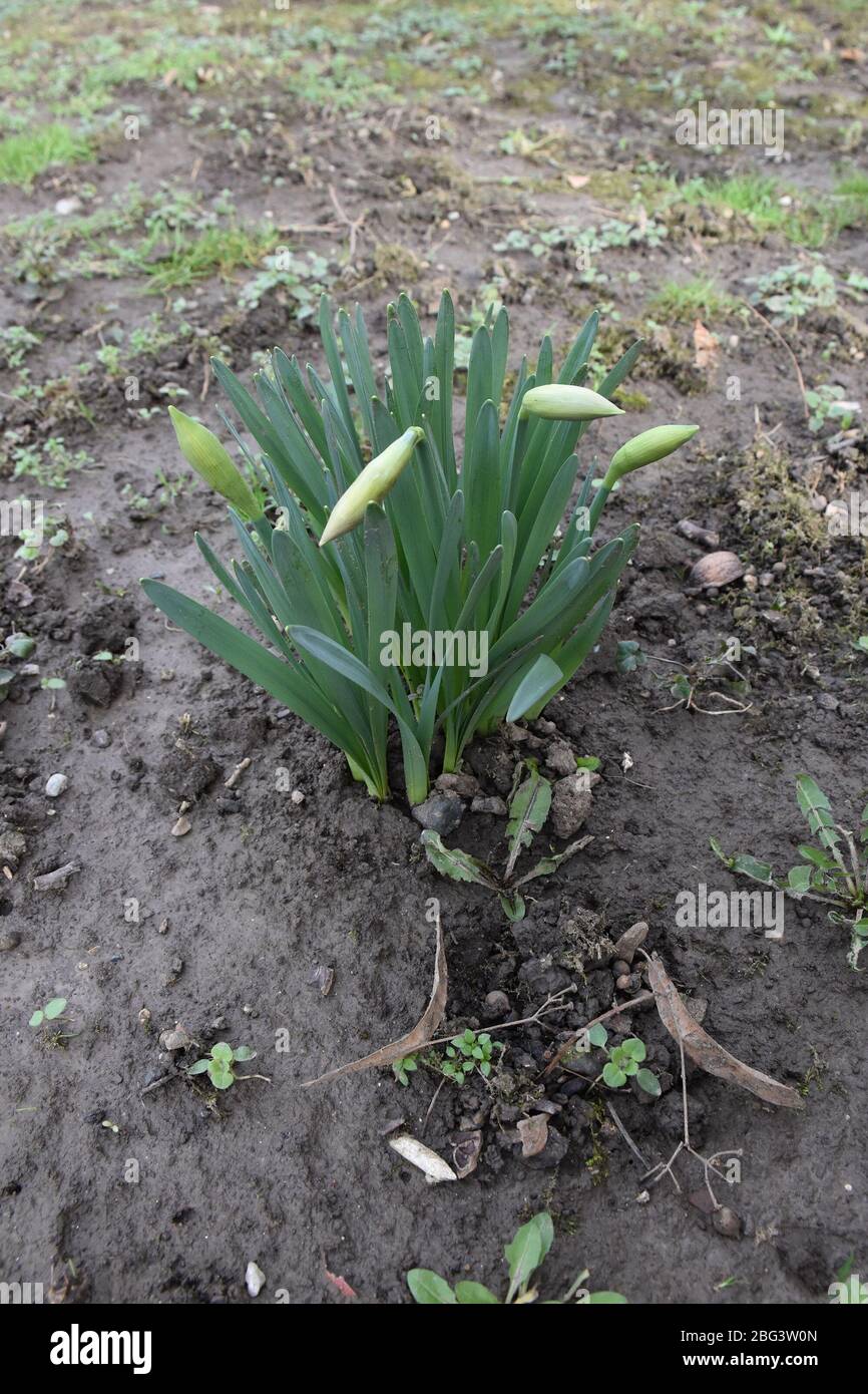 Foglie e boccioli di narcisi Foto Stock