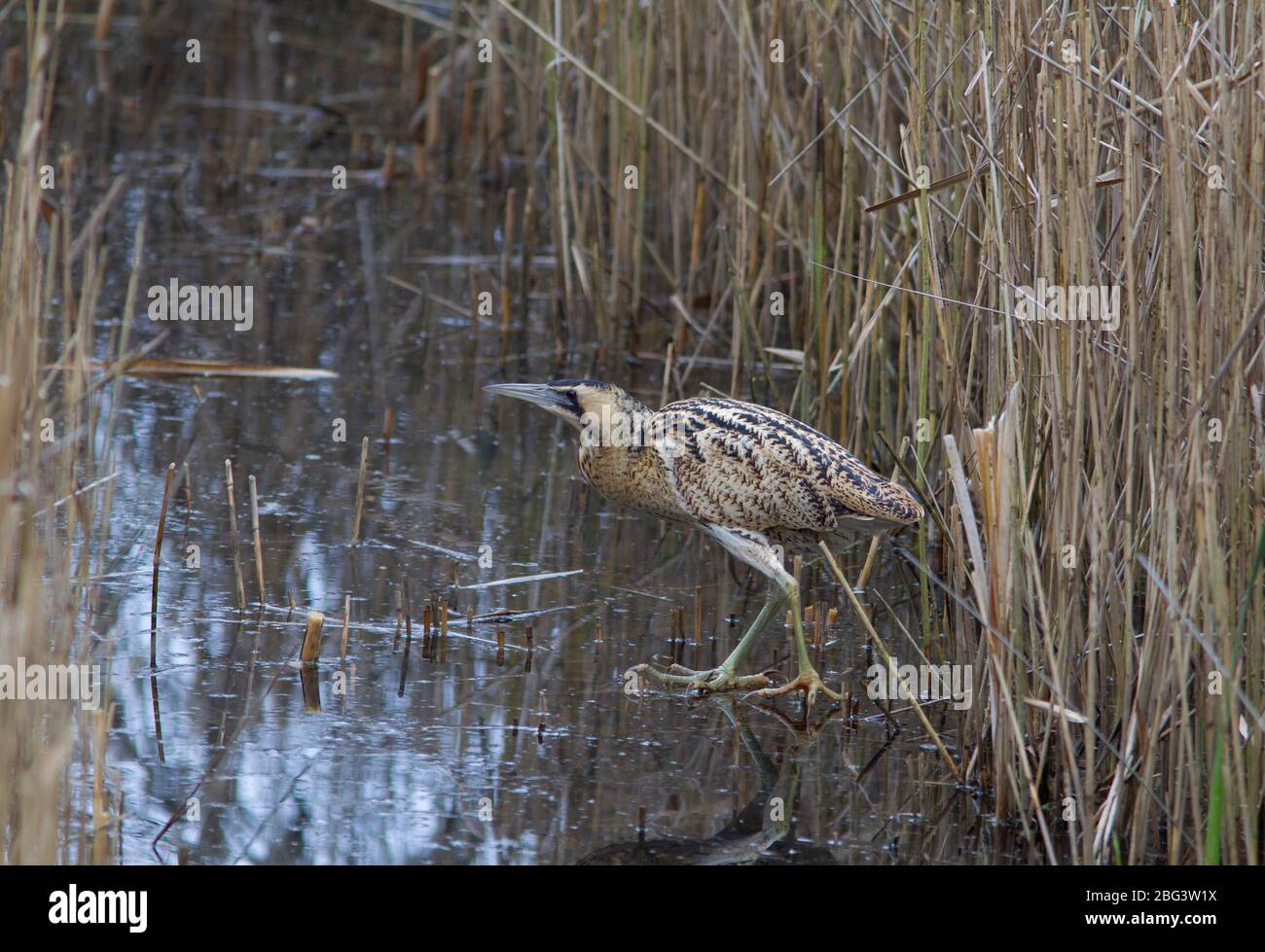 Bittern, Botaurus stellaris, singolo adulto che cammina fuori del letto. LeaValley, Essex, Regno Unito. Foto Stock