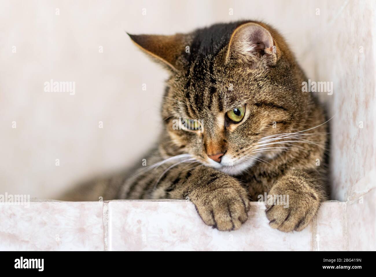 Primo piano gatto nazionale tabby. Spazio di copia. Foto Stock