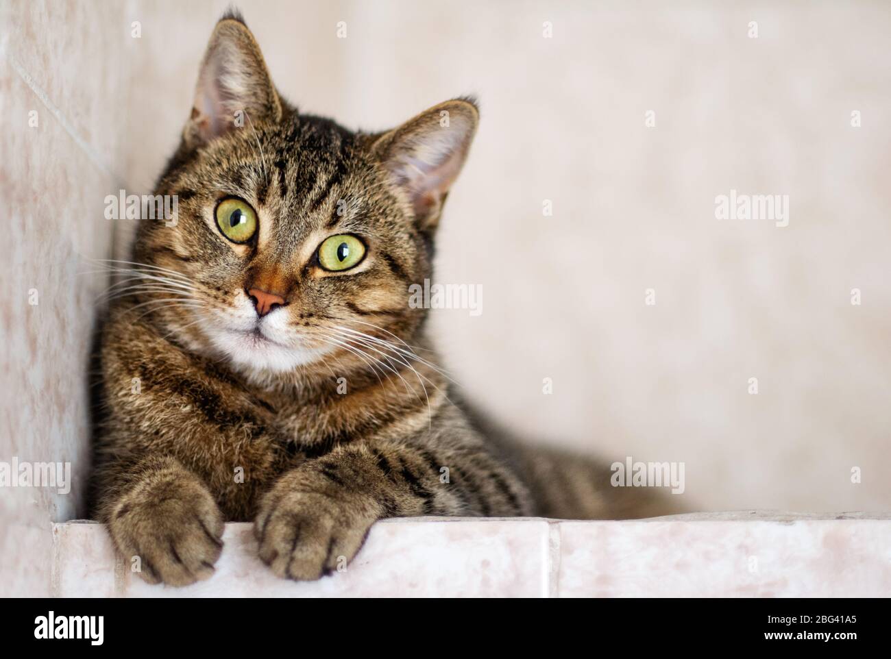 Gatto a righe purea su sfondo bianco. Primo piano. Foto Stock