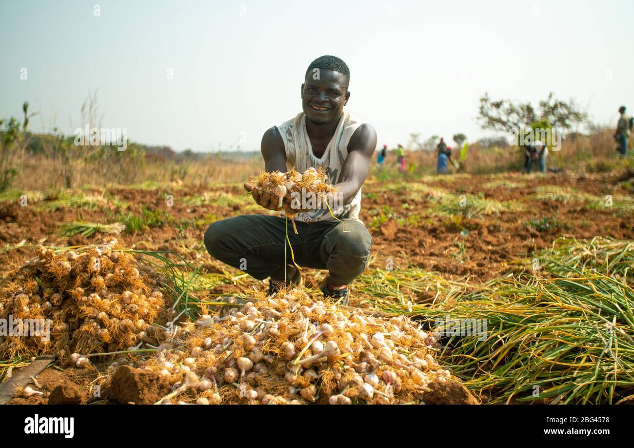 Huambo, Angola - 27 agosto 2019: Giovane contadino locale con un mazzo di aglio appena raccolto in mano. Foto Stock