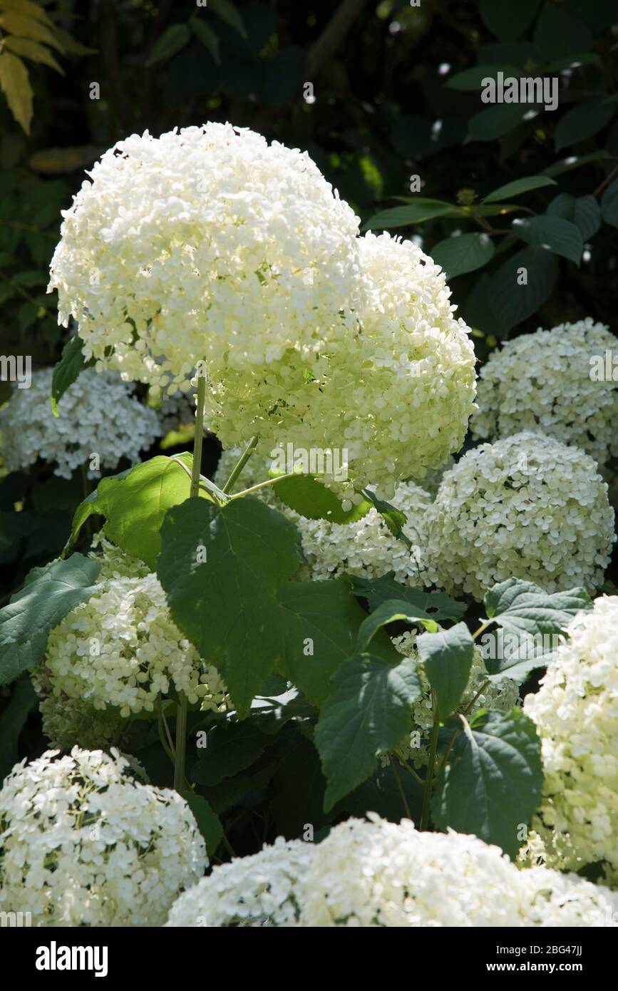 hydrangea arborescens annabelle Foto Stock