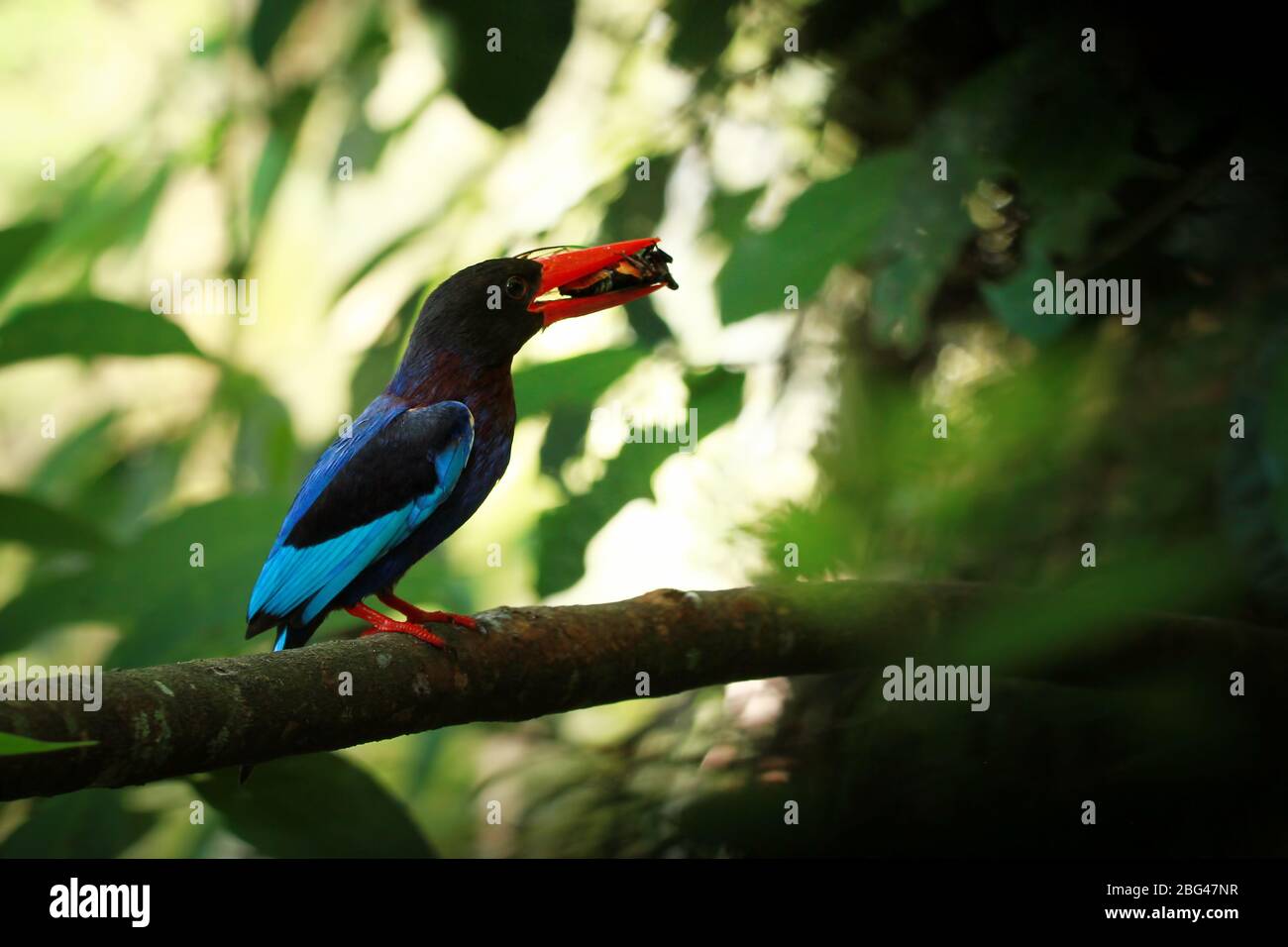 Javan Kingfisher che porta un insetto in bocca, Indonesia Foto Stock