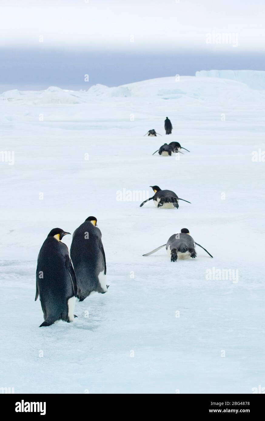 Pinguini imperatore Aptenodytes fosteri viaggiando per mare di ghiaccio del mare di Weddell vicino a Snow Hill Island Antartide di novembre Foto Stock