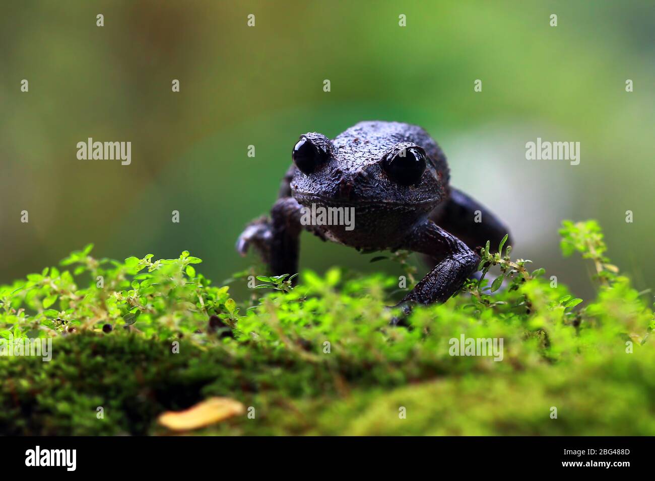 Primo piano di una lancia Java Spadefoot su muss, Indonesia Foto Stock