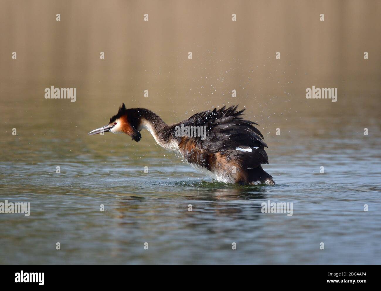 GRANDE GRIBE CRESTATO, Podiceps cristatus, un adulto si scuote asciutto dopo il bagno. Lancashire, Regno Unito Foto Stock