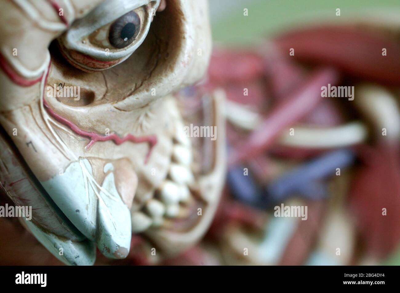 Un modello anatomico che mostra la struttura scheletrica del viso e delle spalle. Il dettaglio si estende alle arterie e vene. I modelli anatomici sono comunemente Foto Stock
