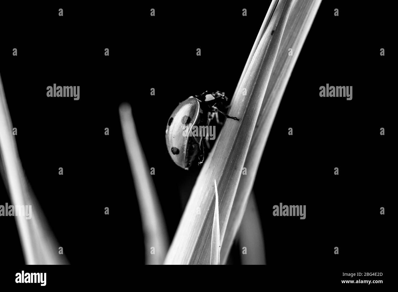 Immagine monocromatica di un ladybug o ladybird che sale su una lama d'erba, vista laterale ravvicinata che mostra le macchie su uno sfondo scuro con copyspace. Foto Stock