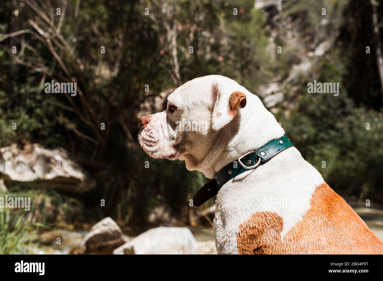 Bulldog americano seduto dal fiume, il profilo girato Foto Stock