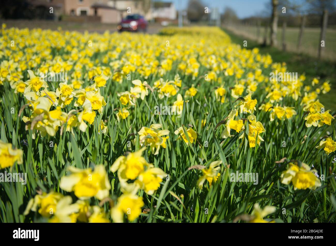 Lennoxtown, Regno Unito. 20 aprile 2020. Nella foto: Giardini pubblici nella piccola città a nord di Glasgow chiamata Lennoxtown. Panca parco vuota con letti floreali di narcisi e tulipani e fiori di ciliegio. Stranamente occupato con ‘ora di punta 'traffico sulla strada come pendolari o persone in un giorno fuori tornare alle loro case durante il coronavirus (COVID-19) blocco. Credit: Colin Fisher/Alamy Live News Foto Stock