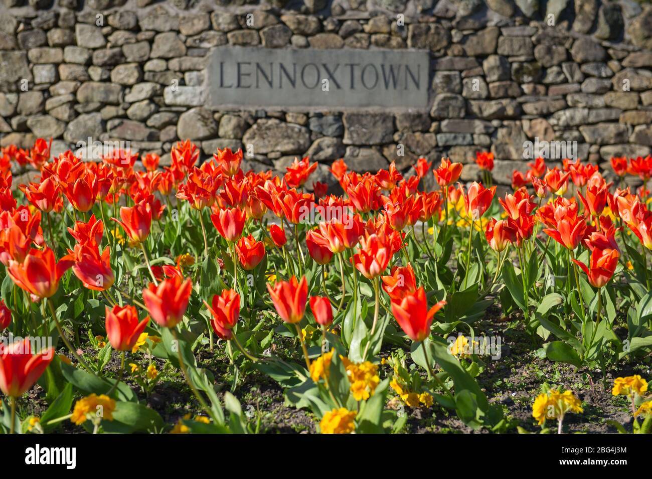 Lennoxtown, Regno Unito. 20 aprile 2020. Nella foto: Giardini pubblici nella piccola città a nord di Glasgow chiamata Lennoxtown. Panca parco vuota con letti floreali di narcisi e tulipani e fiori di ciliegio. Stranamente occupato con ‘ora di punta 'traffico sulla strada come pendolari o persone in un giorno fuori tornare alle loro case durante il coronavirus (COVID-19) blocco. Credit: Colin Fisher/Alamy Live News Foto Stock