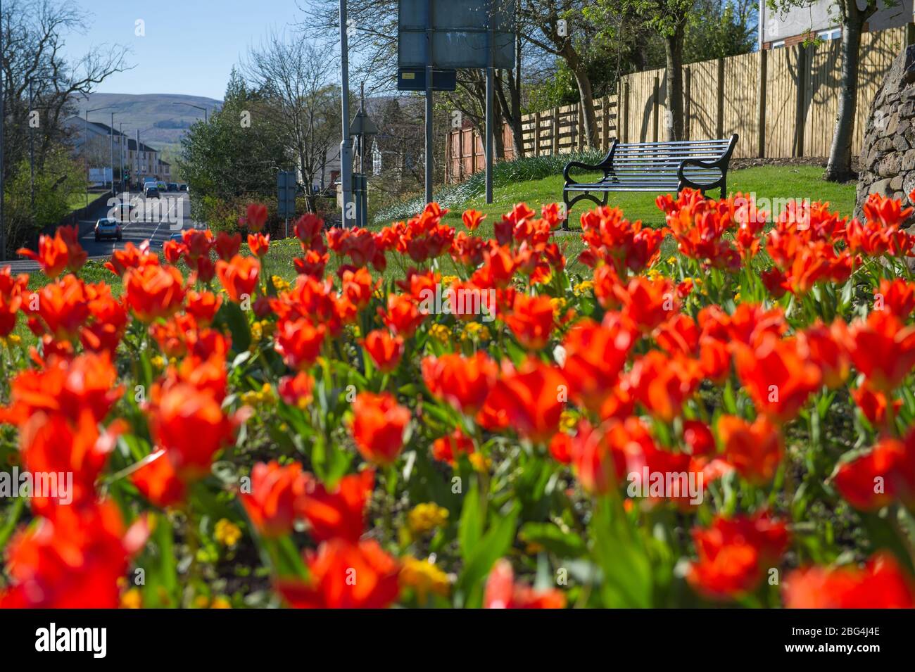 Lennoxtown, Regno Unito. 20 aprile 2020. Nella foto: Giardini pubblici nella piccola città a nord di Glasgow chiamata Lennoxtown. Panca parco vuota con letti floreali di narcisi e tulipani e fiori di ciliegio. Stranamente occupato con ‘ora di punta 'traffico sulla strada come pendolari o persone in un giorno fuori tornare alle loro case durante il coronavirus (COVID-19) blocco. Credit: Colin Fisher/Alamy Live News Foto Stock