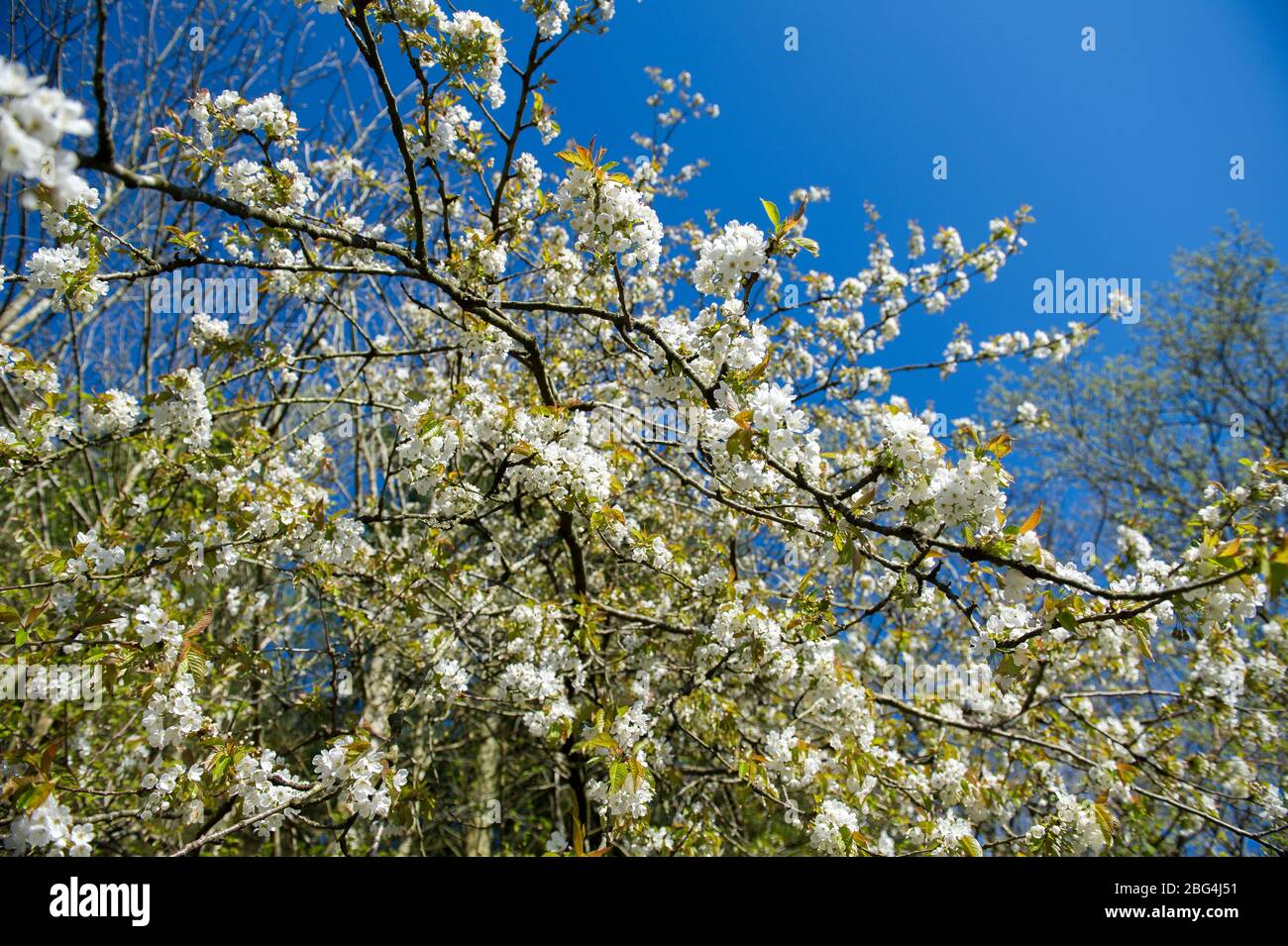 Lennoxtown, Regno Unito. 20 aprile 2020. Nella foto: Giardini pubblici nella piccola città a nord di Glasgow chiamata Lennoxtown. Panca parco vuota con letti floreali di narcisi e tulipani e fiori di ciliegio. Stranamente occupato con ‘ora di punta 'traffico sulla strada come pendolari o persone in un giorno fuori tornare alle loro case durante il coronavirus (COVID-19) blocco. Credit: Colin Fisher/Alamy Live News Foto Stock