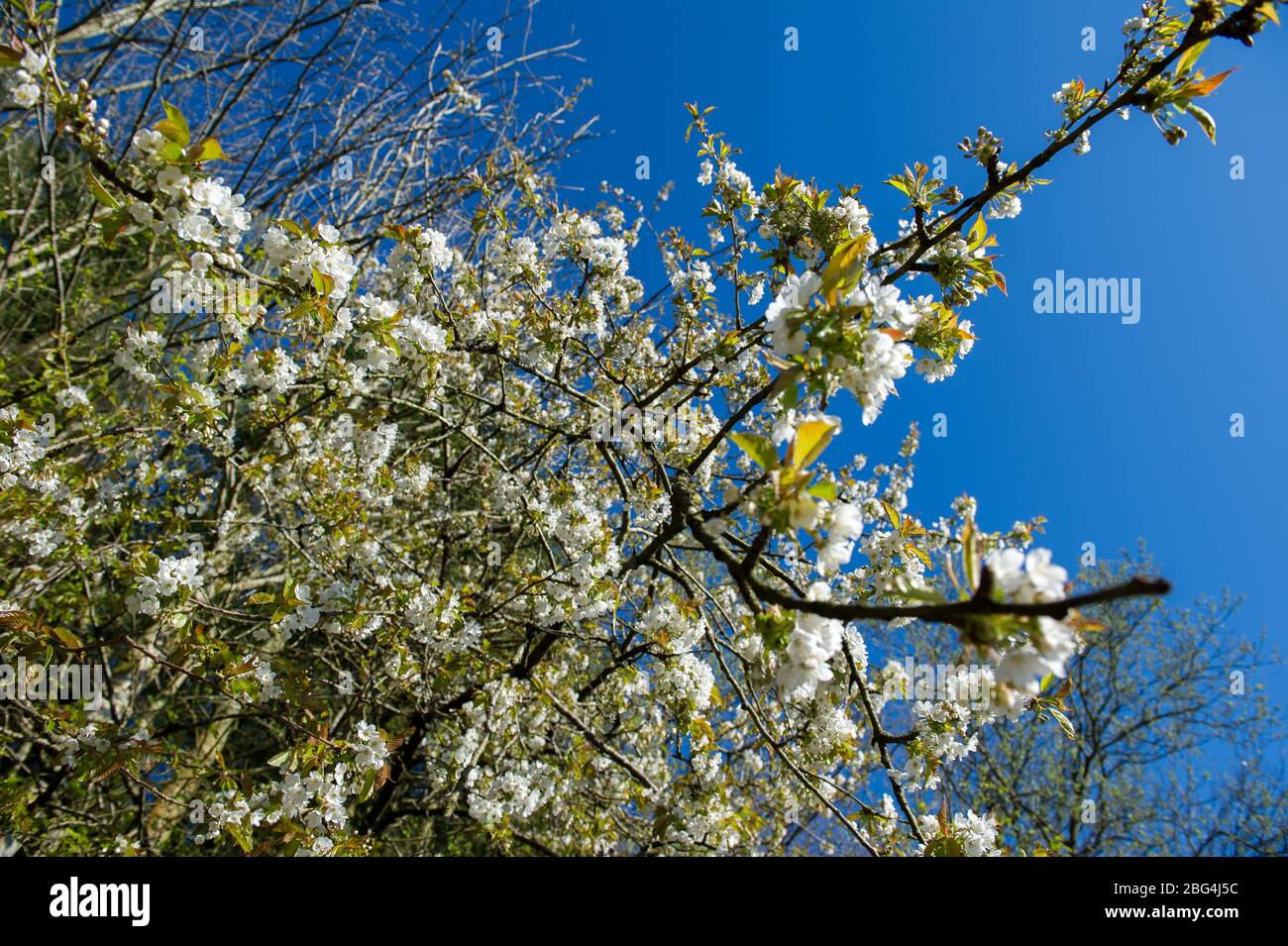 Lennoxtown, Regno Unito. 20 aprile 2020. Nella foto: Giardini pubblici nella piccola città a nord di Glasgow chiamata Lennoxtown. Panca parco vuota con letti floreali di narcisi e tulipani e fiori di ciliegio. Stranamente occupato con ‘ora di punta 'traffico sulla strada come pendolari o persone in un giorno fuori tornare alle loro case durante il coronavirus (COVID-19) blocco. Credit: Colin Fisher/Alamy Live News Foto Stock