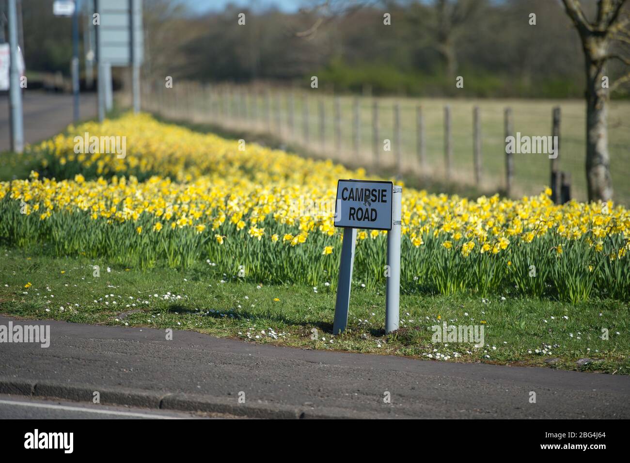 Lennoxtown, Regno Unito. 20 aprile 2020. Nella foto: Giardini pubblici nella piccola città a nord di Glasgow chiamata Lennoxtown. Panca parco vuota con letti floreali di narcisi e tulipani e fiori di ciliegio. Stranamente occupato con ‘ora di punta 'traffico sulla strada come pendolari o persone in un giorno fuori tornare alle loro case durante il coronavirus (COVID-19) blocco. Credit: Colin Fisher/Alamy Live News Foto Stock