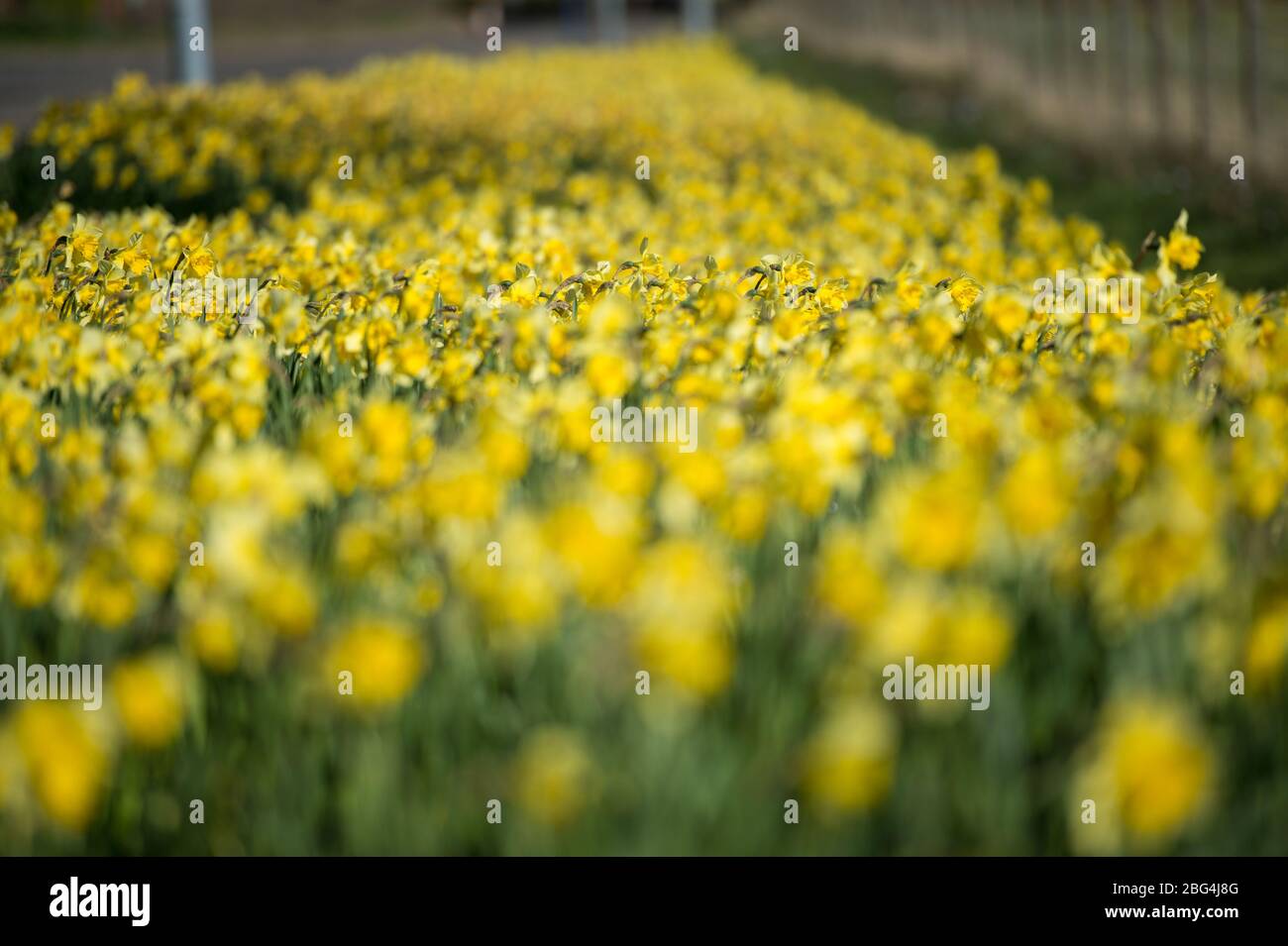 Lennoxtown, Regno Unito. 20 aprile 2020. Nella foto: Giardini pubblici nella piccola città a nord di Glasgow chiamata Lennoxtown. Panca parco vuota con letti floreali di narcisi e tulipani e fiori di ciliegio. Stranamente occupato con ‘ora di punta 'traffico sulla strada come pendolari o persone in un giorno fuori tornare alle loro case durante il coronavirus (COVID-19) blocco. Credit: Colin Fisher/Alamy Live News Foto Stock