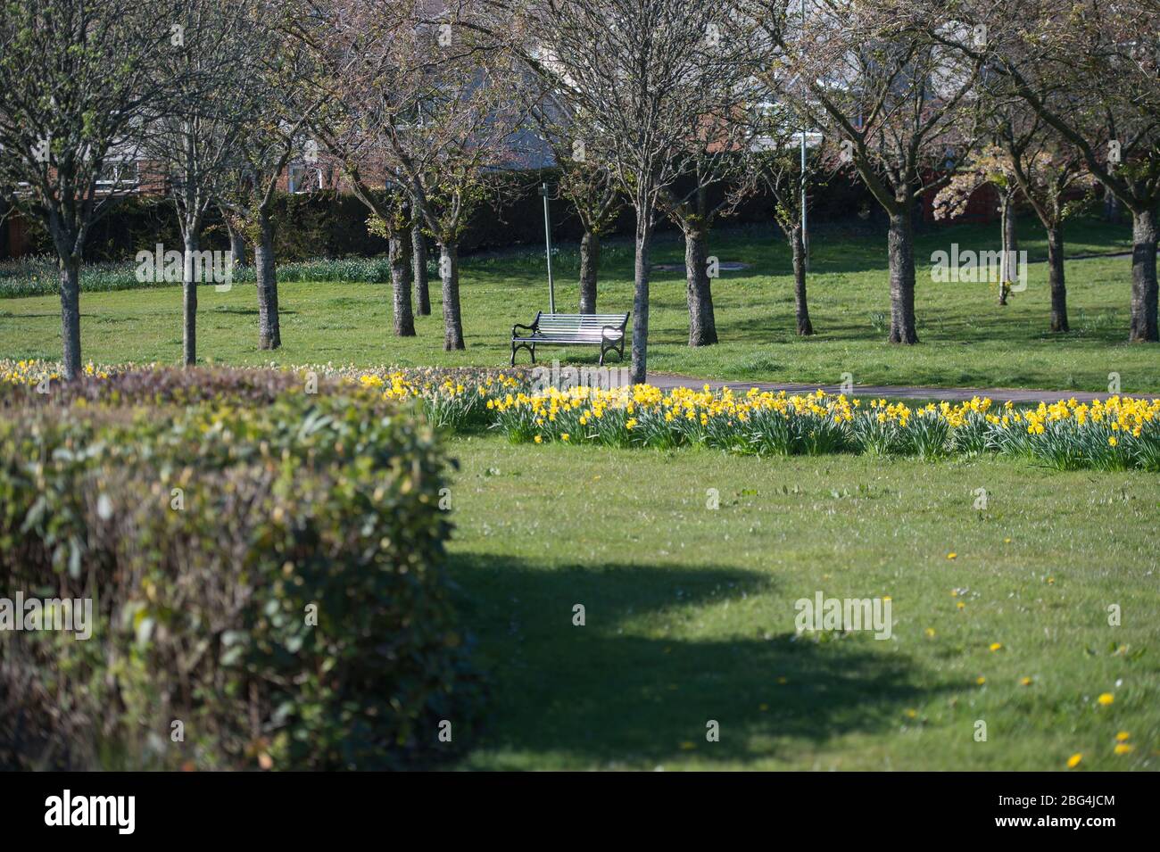 Lennoxtown, Regno Unito. 20 aprile 2020. Nella foto: Giardini pubblici nella piccola città a nord di Glasgow chiamata Lennoxtown. Panca parco vuota con letti floreali di narcisi e tulipani e fiori di ciliegio. Stranamente occupato con ‘ora di punta 'traffico sulla strada come pendolari o persone in un giorno fuori tornare alle loro case durante il coronavirus (COVID-19) blocco. Credit: Colin Fisher/Alamy Live News Foto Stock