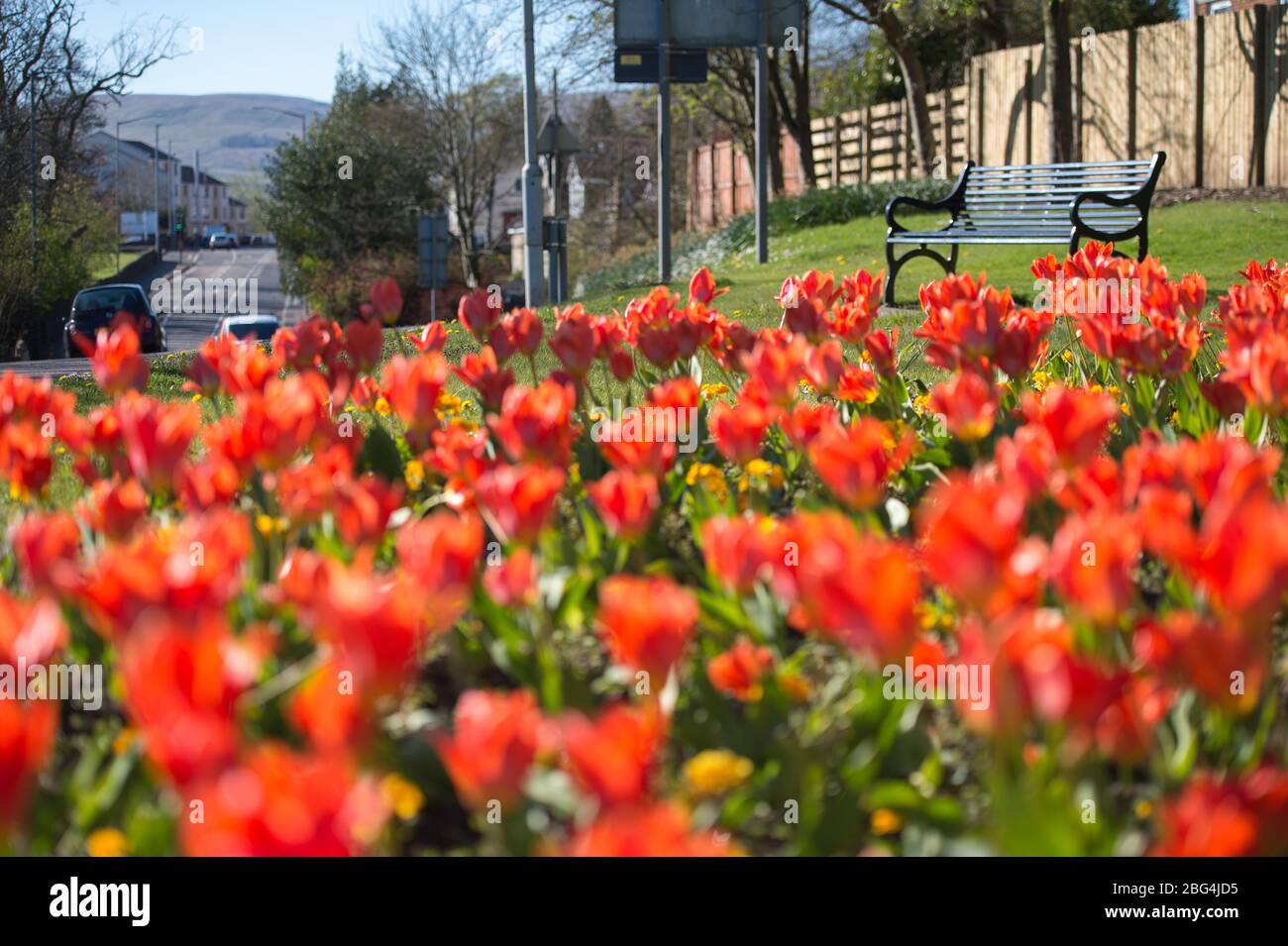 Lennoxtown, Regno Unito. 20 aprile 2020. Nella foto: Giardini pubblici nella piccola città a nord di Glasgow chiamata Lennoxtown. Panca parco vuota con letti floreali di narcisi e tulipani e fiori di ciliegio. Stranamente occupato con ‘ora di punta 'traffico sulla strada come pendolari o persone in un giorno fuori tornare alle loro case durante il coronavirus (COVID-19) blocco. Credit: Colin Fisher/Alamy Live News Foto Stock