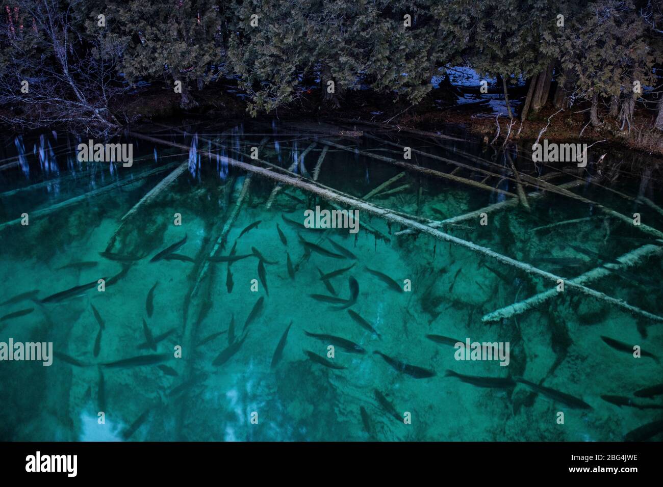 I grandi pesci nuotano nelle acque cristalline di una sorgente sotterranea Foto Stock