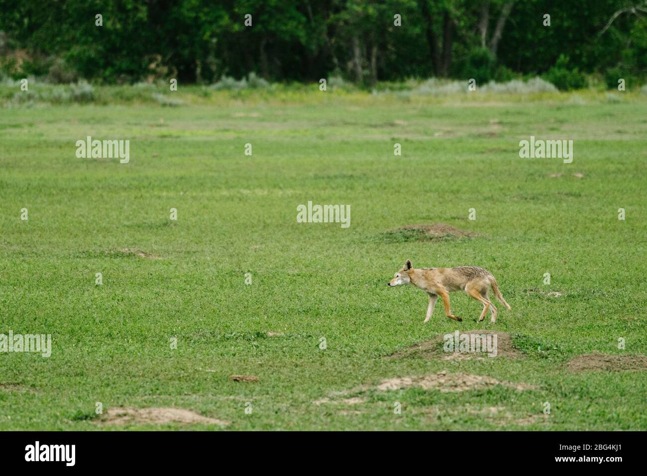 Ampia vista panoramica di una covaia che cammina attraverso un prato verde Foto Stock