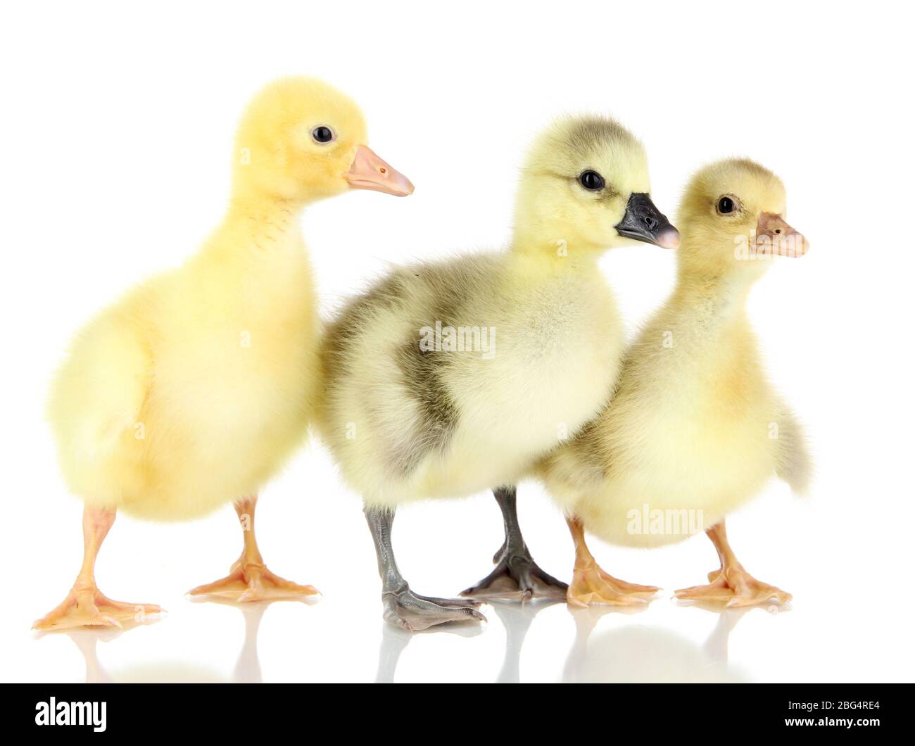 Anatroccoli piccoli isolati su bianco Foto Stock