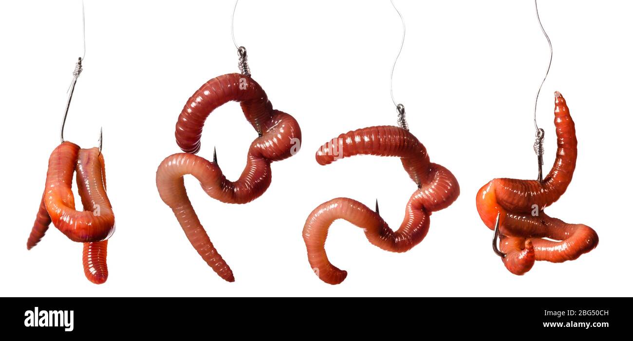 set ganci da pesca con lombrichi isolati su sfondo bianco Foto Stock