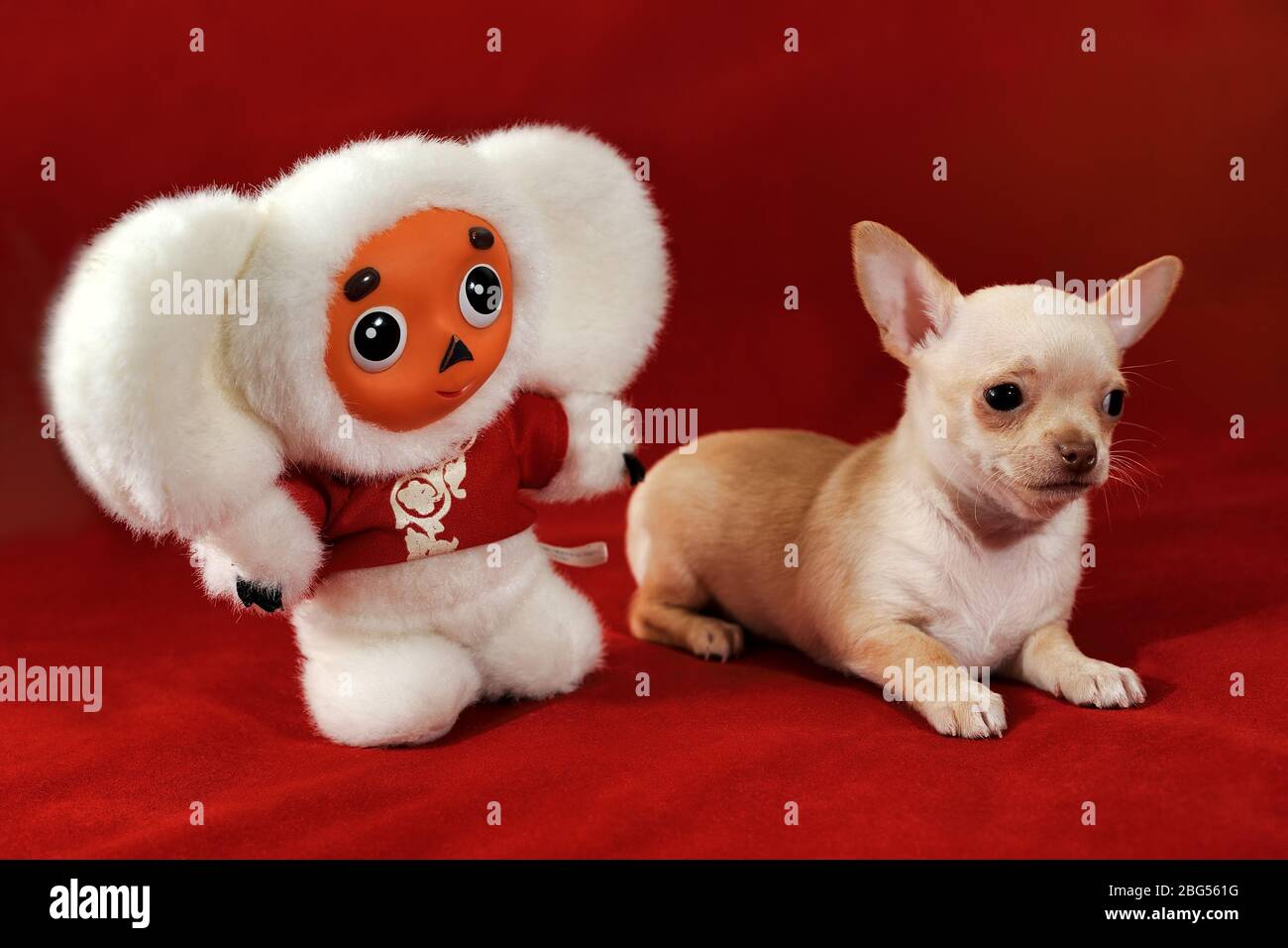 Ritratto di un cucciolo chihuahua a capelli corti di colore rosso e bianco con un giocattolo Cheburashka su sfondo rosso. Foto Stock