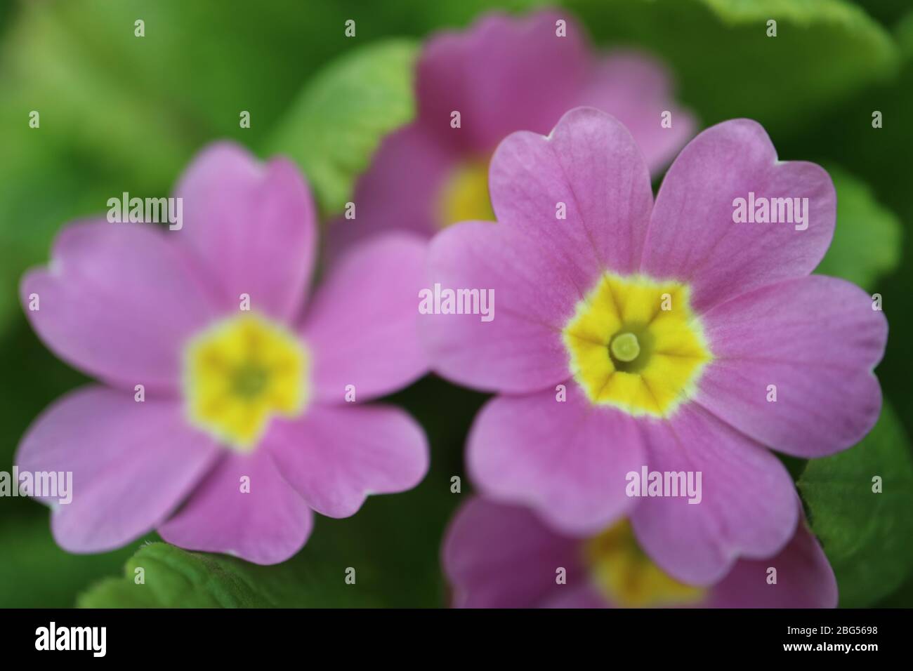Primula viola con petali morbidi, stampe gialle e foglie verdi in giardino, Primavera viola primula macro, foto floreale, fotografia macro, foto di scorta Foto Stock