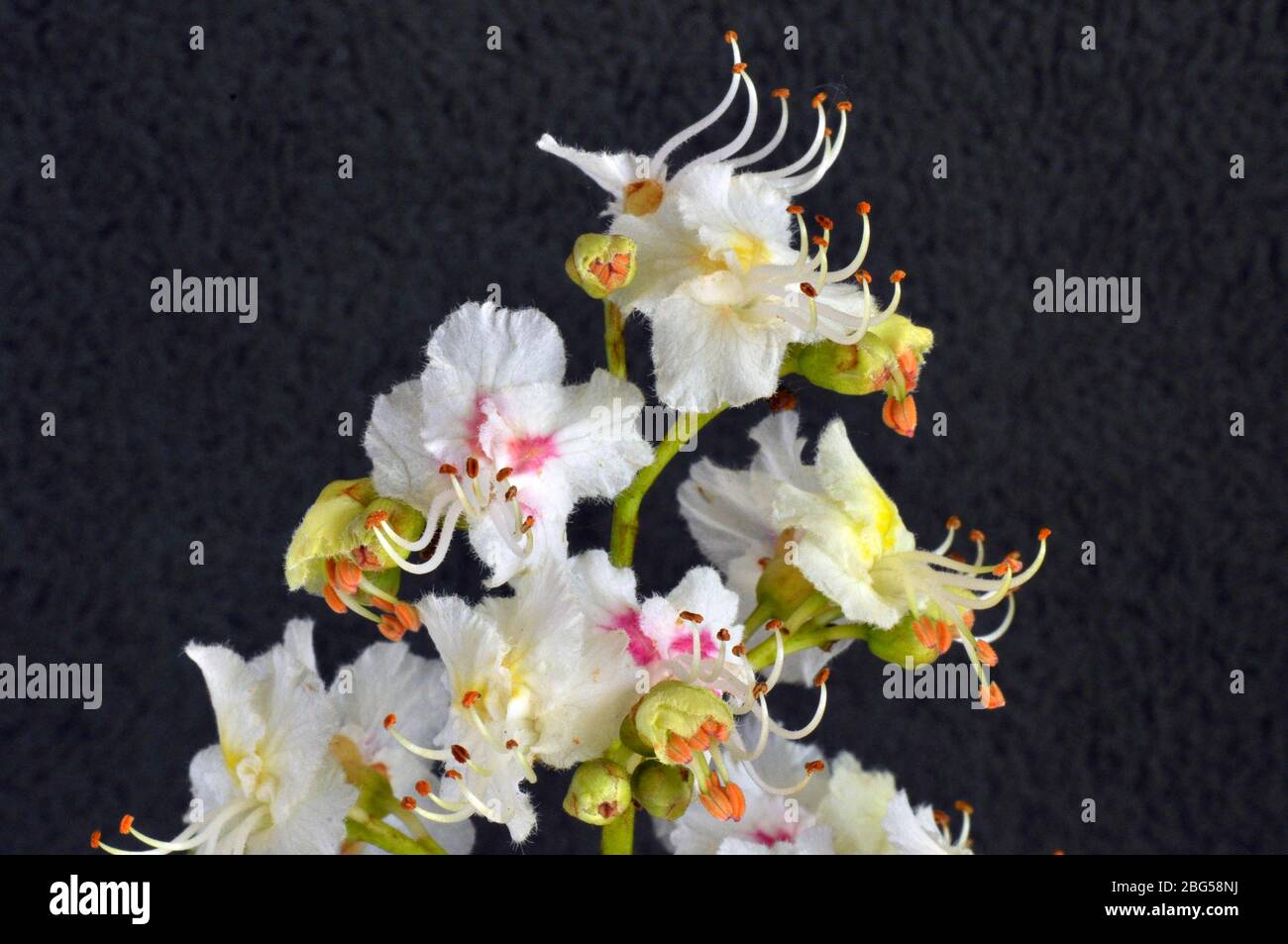 Cavallo castagno (Aesculus ippocastanum) fiore, petali rosa bianco, bianco STAMEN con punte arancioni, giallo verde seppals, primo piano, maggio, Somerset.UK Foto Stock