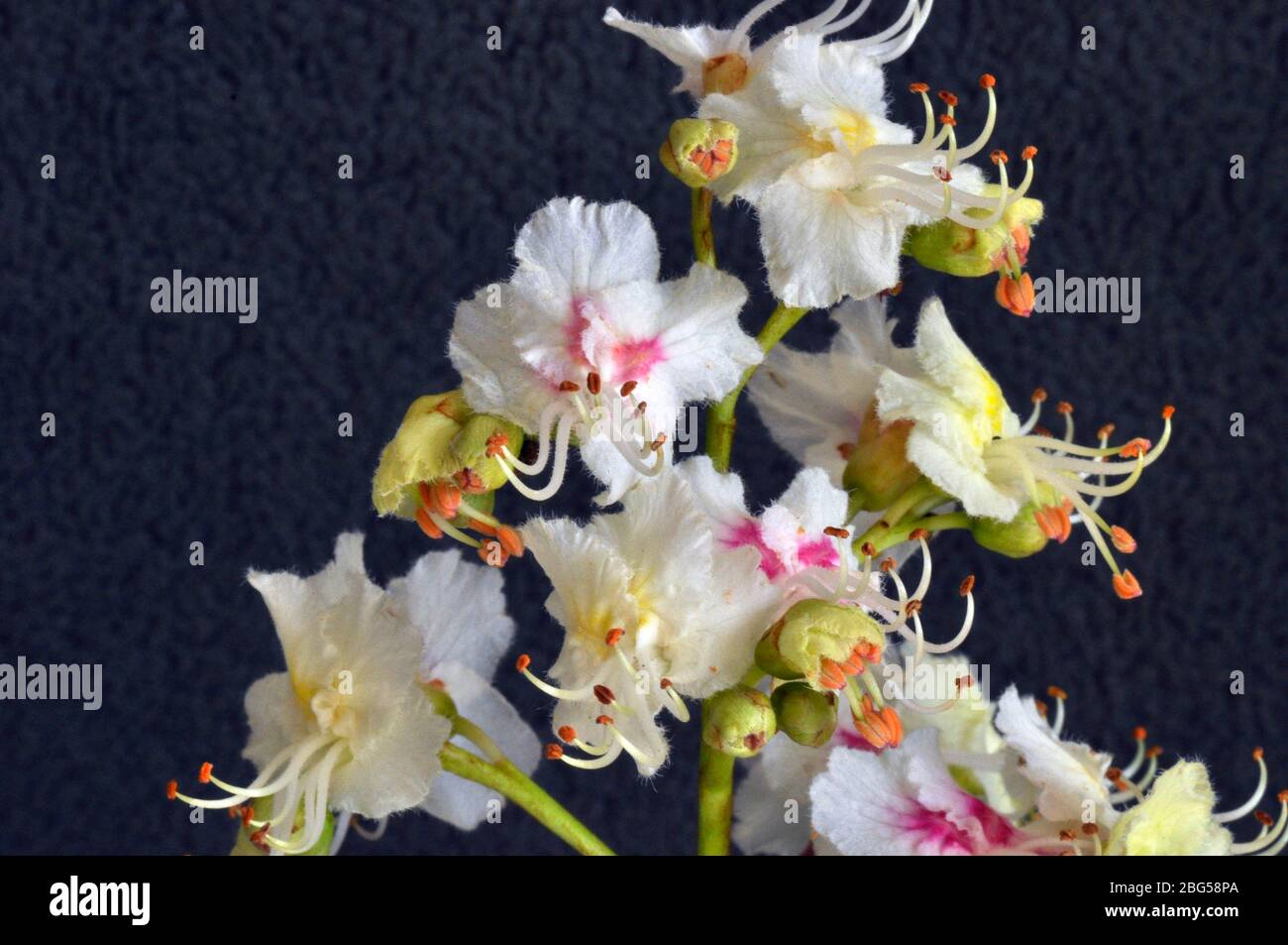 Cavallo castagno (Aesculus ippocastanum) fiore, petali rosa bianco, bianco STAMEN con punte arancioni, giallo verde seppals, primo piano, maggio, Somerset.UK Foto Stock