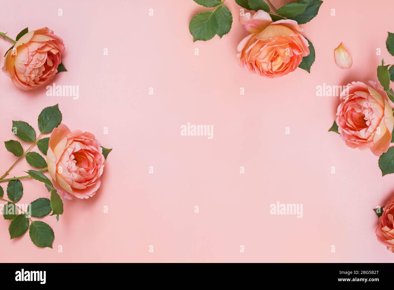 Composizione creativa con rose fresche di colore arancione del tè e posto per il testo Foto Stock