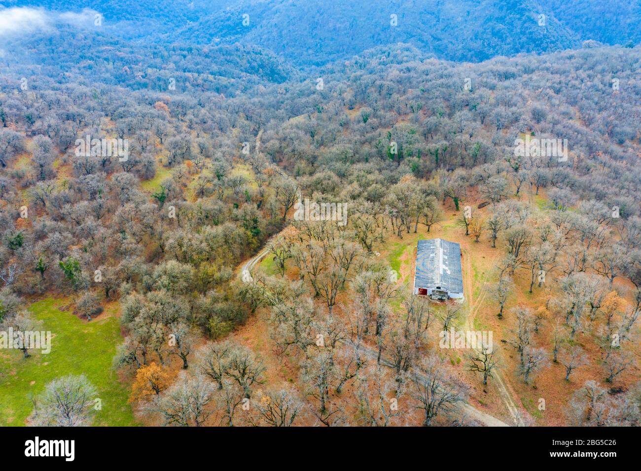 Foresta decidua e capanna. Vista aerea. Foto Stock