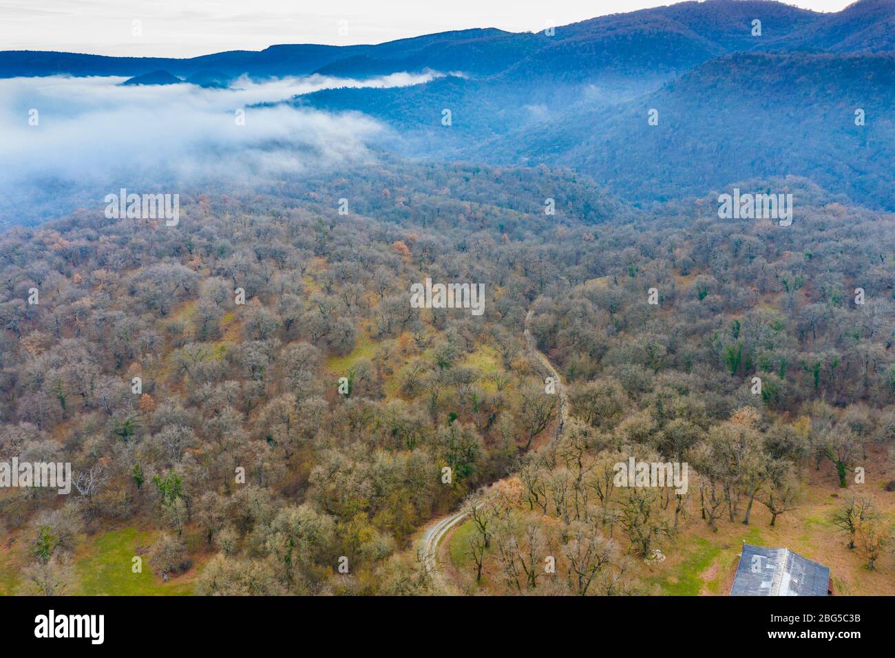 Foresta decidua e nebbia. Vista aerea. Foto Stock