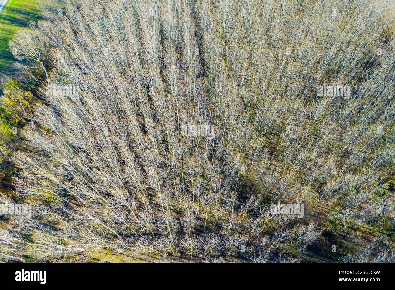 Pioppo boschetto. Vista aerea. Zona di Ancin. Navarra, Spagna, Europa. Foto Stock