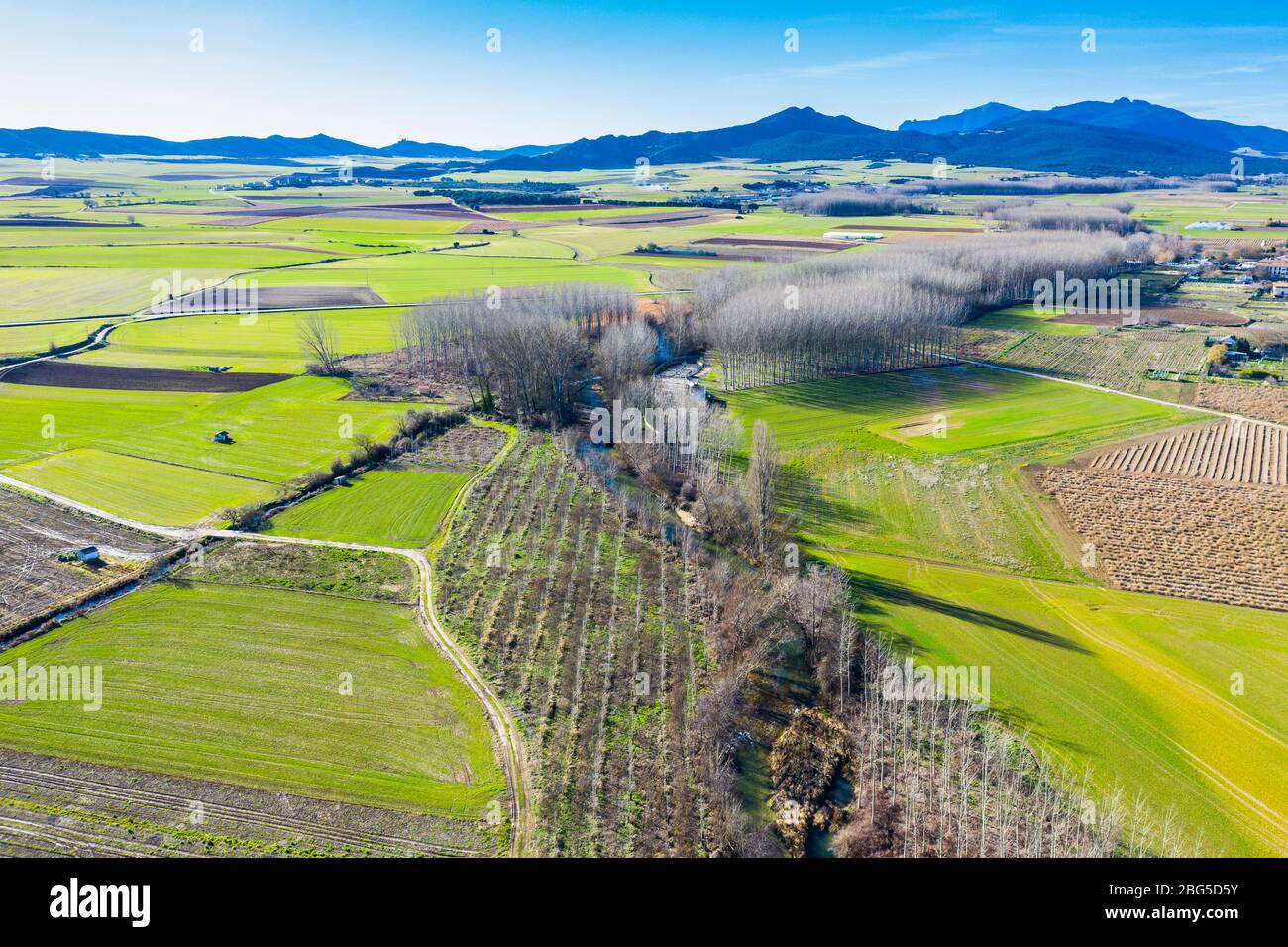 Area agricola e pioppi boschetto. Foto Stock